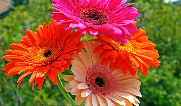 Гербера абиссинская