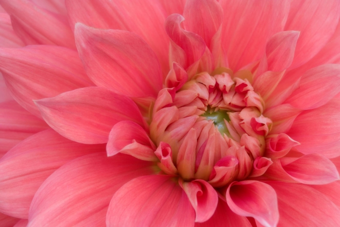 Георгина розовая