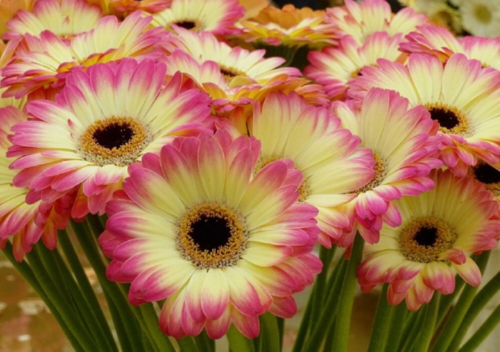 Гербера цветок