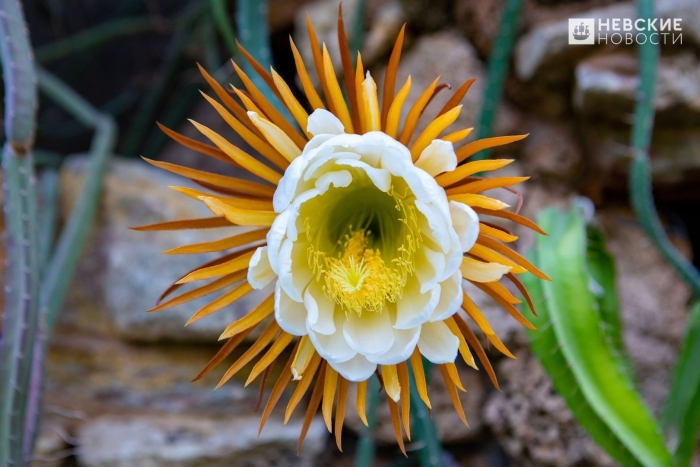 Кактус царица ночи