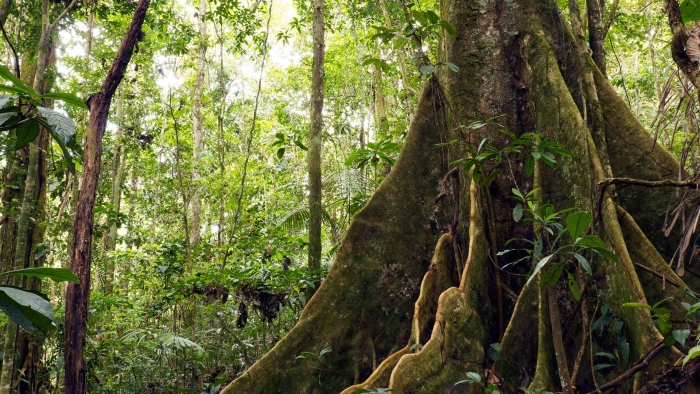 A tropical rainforest