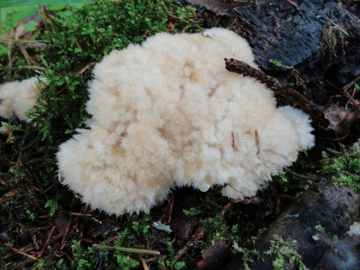 Ежевик крымский гриб