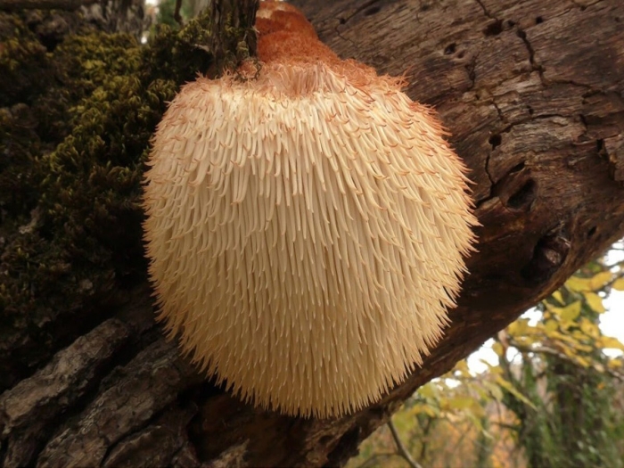 Ежовик гребенчатый гриб