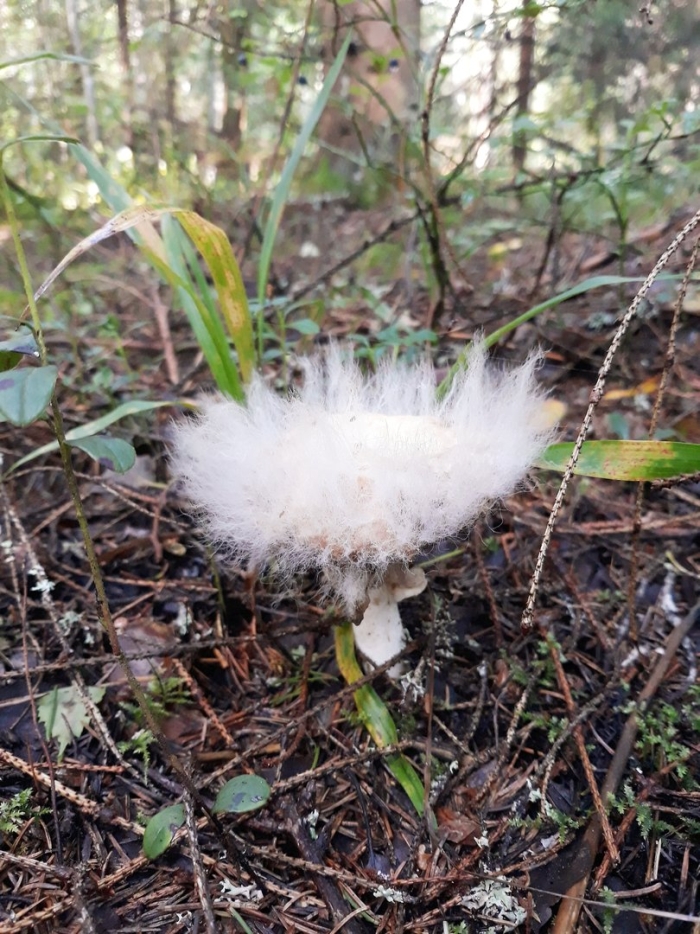 Гриб волосатик