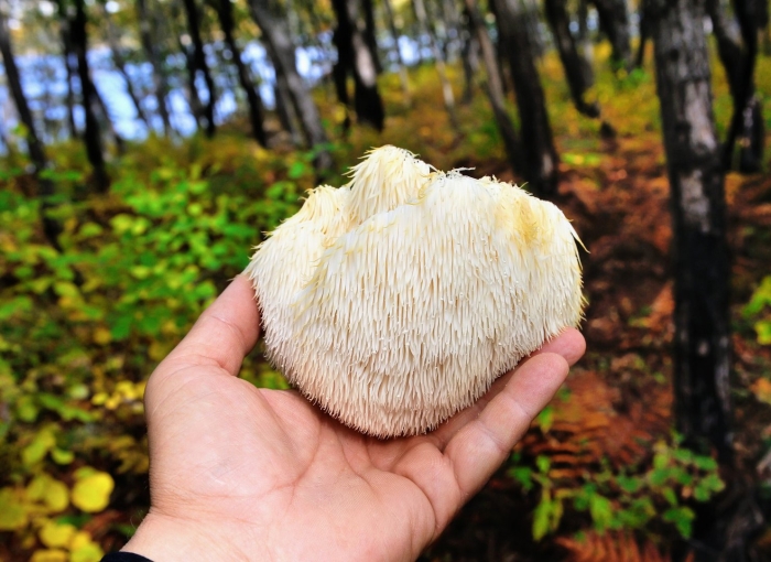 Гриб львиная грива