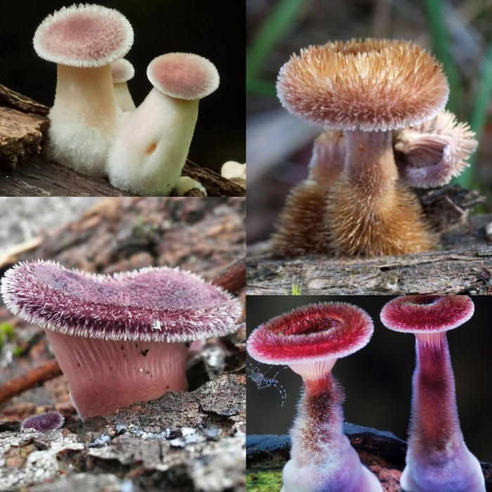 Мохнатый гриб