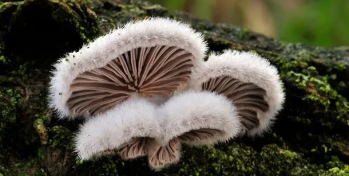 Schizophyllum commune