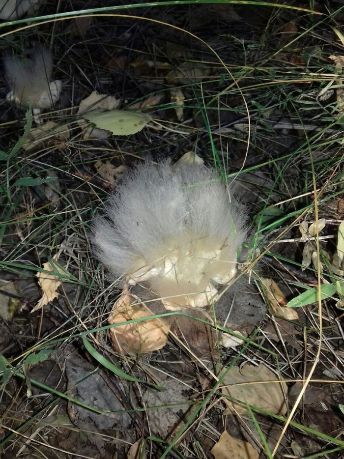 Волосатый гриб