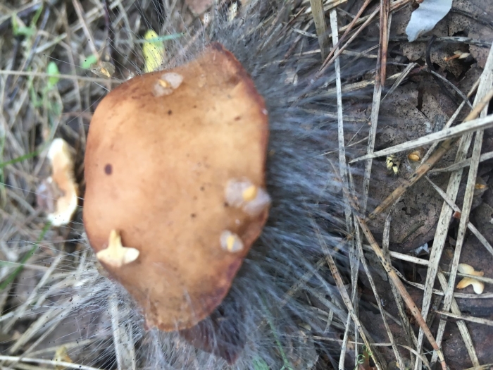 Грибы в курской области лесные съедобные