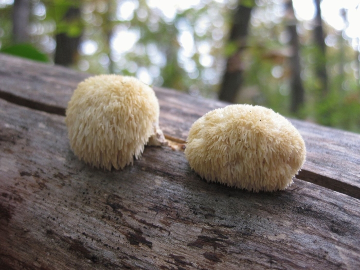 Ежовик белоножковый