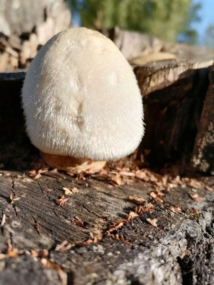 Вольвариелла шелковистая