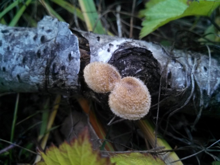 Панус грубый гриб