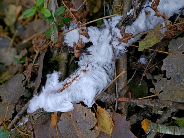 Гриб ледяные волосы