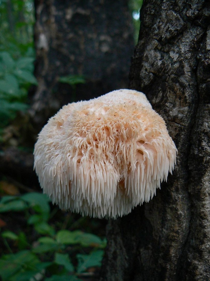 Ежовик гребенчатый гриб