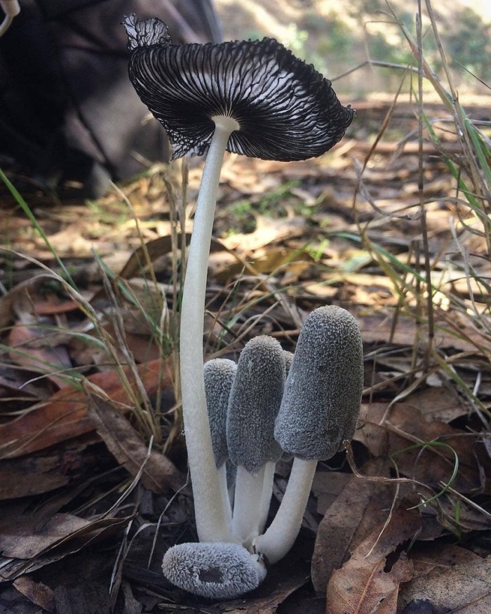 Навозник обыкновенный coprinopsis cinerea