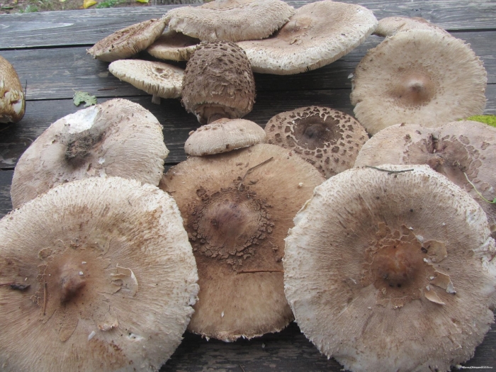 Гриб зонтик пёстрый macrolepiota procera