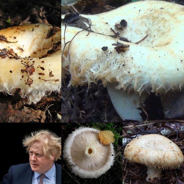 Мохнатые грузди