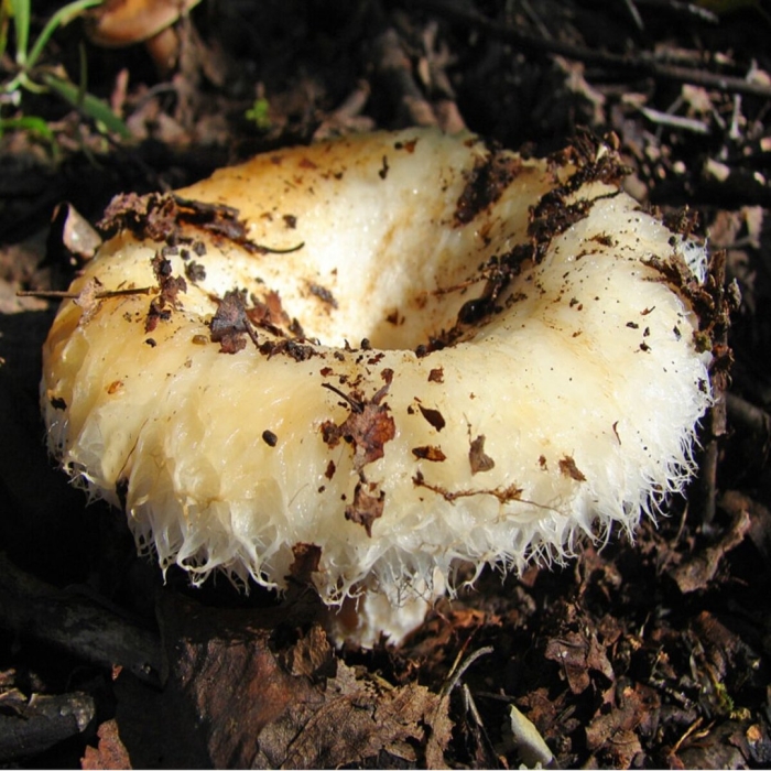 Гриб груздь белый