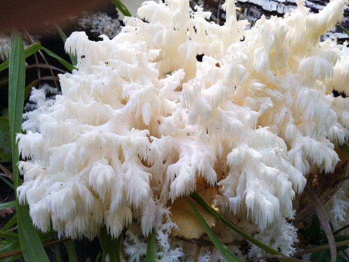 Ежевик (ежовик) гребенчатый