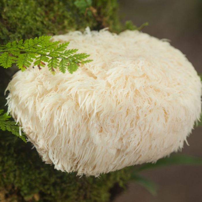 Ежовик гребенчатый мицелий гриб