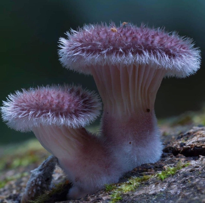 Подосерпула миранда гриб