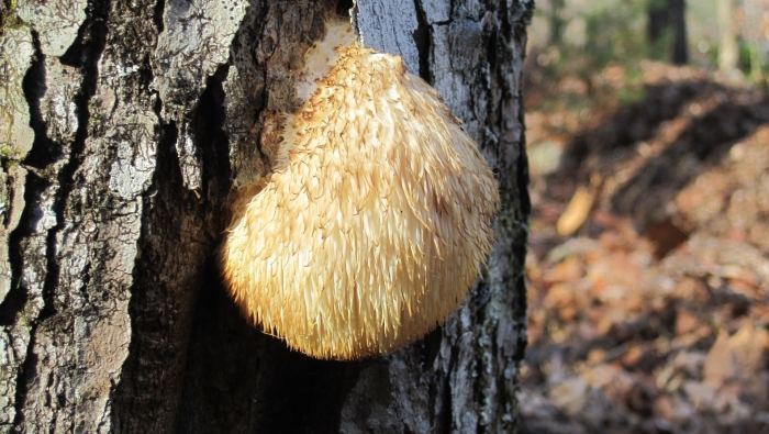 Hericium erinaceus