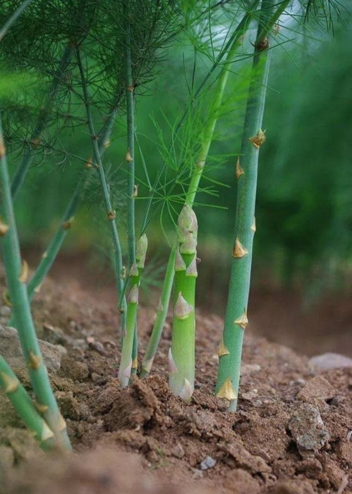 Спаржа коротколистная