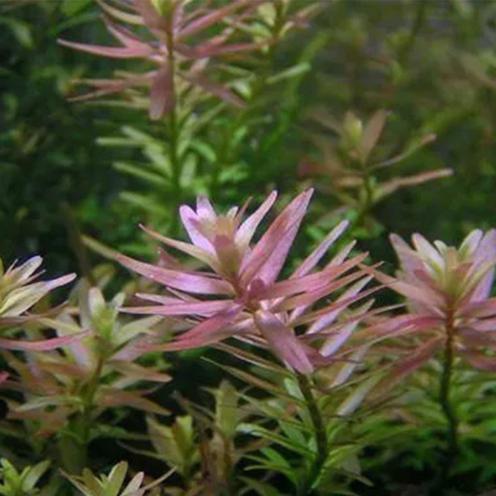 Ротала sahyadrica