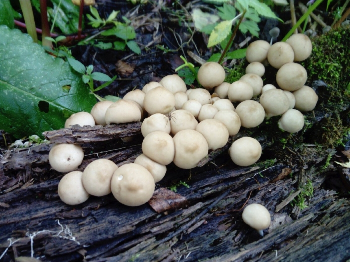 Lycoperdon pyriforme