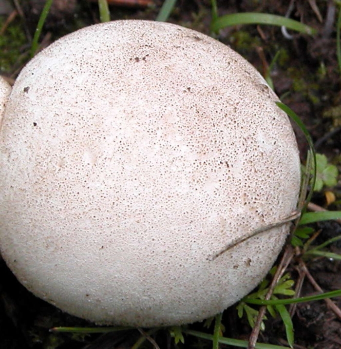 Гриб дождевик шиповатый луговой