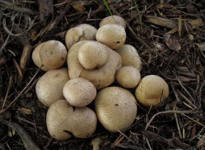 Ложнодождевик луковичный