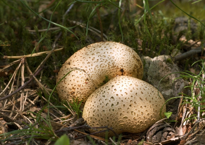 Ложнодождевик бородавчатый