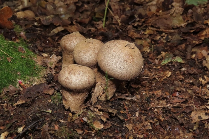 Lycoperdon perlatum