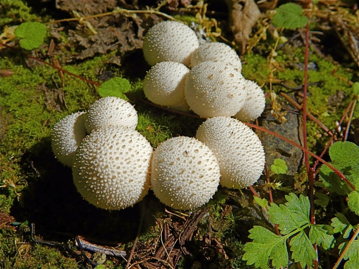 Гриб lycoperdon perlatum