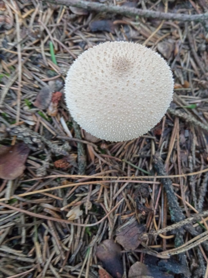 Гриб дождевик съедобный