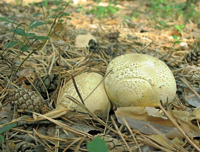 Ложнодождевик гриб