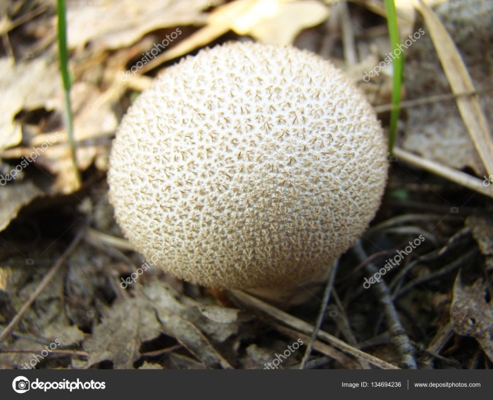 Ложнодождевик бородавчатый