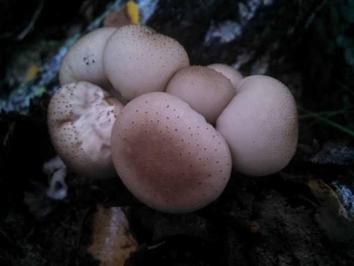 Дождевик грушевидный гриб