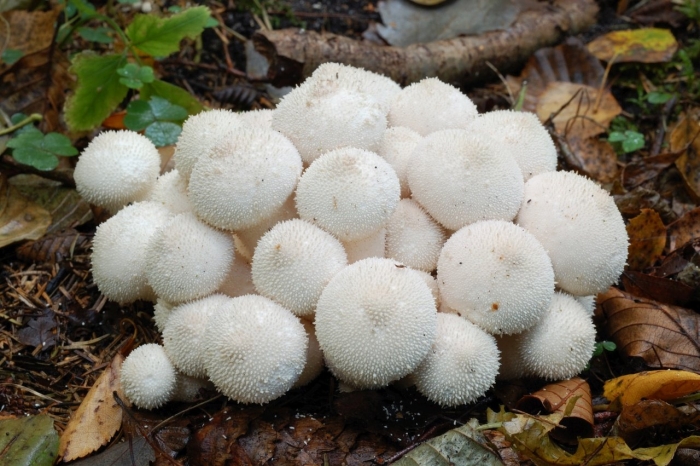 Дождевик шиповатый lycoperdon perlatum