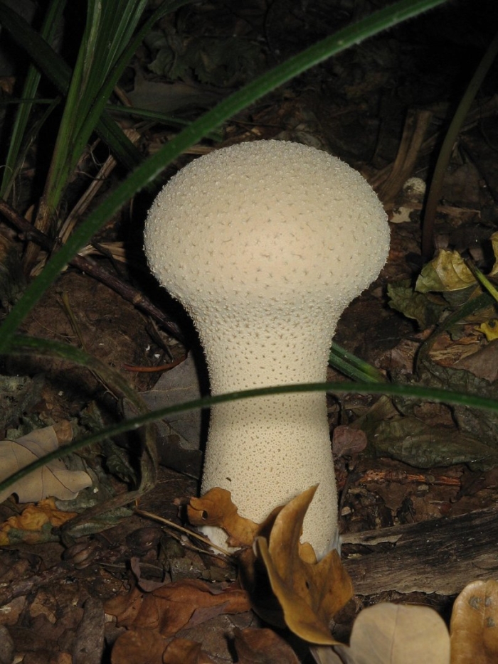 Дождевик шиповатый lycoperdon perlatum