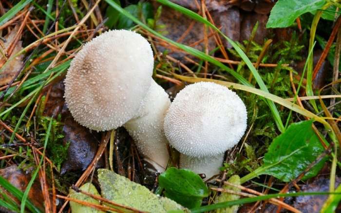 Гриб дождевик шиповатый