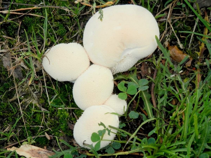 Гриб дождевик ложный