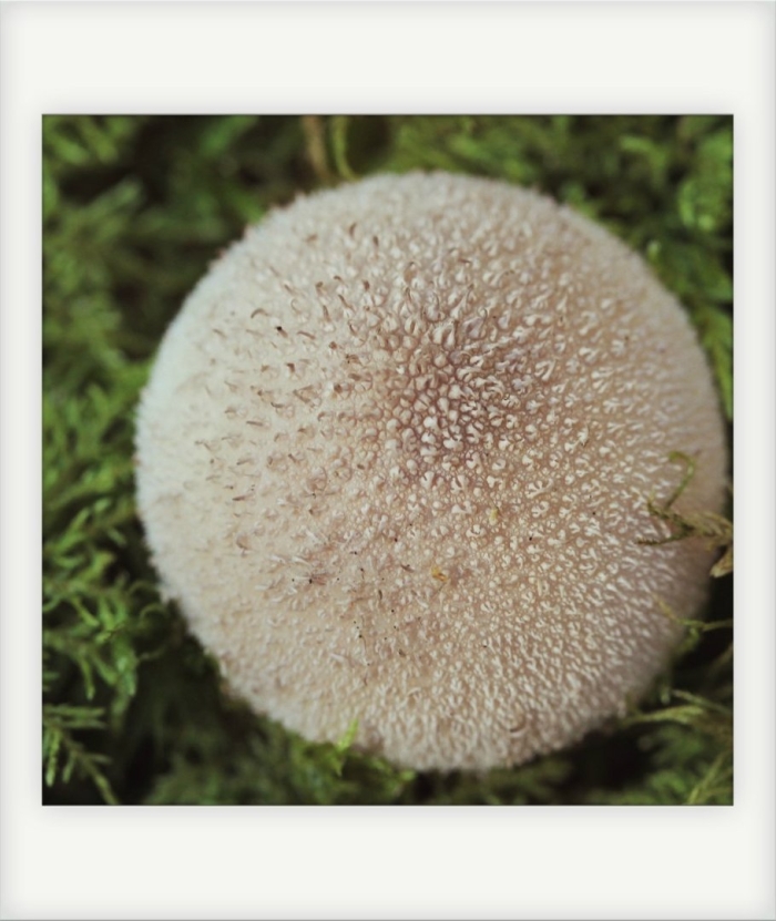 Дедушкин табак гриб