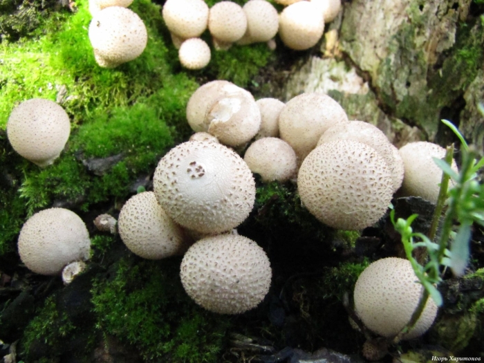 Гриб дождевик шиповатый