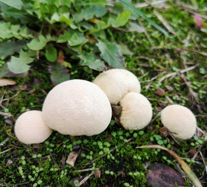 Гриб дождевик луговой