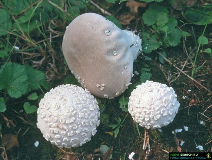 Дождевик гриб