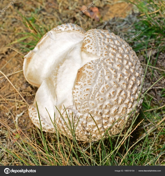 Calvatia utriformis (головач мешковатый)