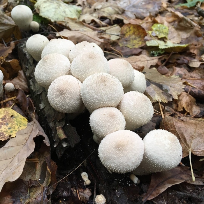 Lycoperdon perlatum