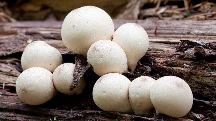 Дождевик (род грибов) агариковые