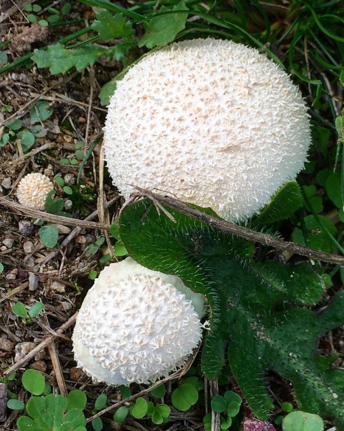 Lycoperdon pratense